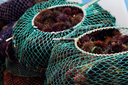 comision de proteccion asegura mas de 460 toneladas de pesca Comisión de Protección asegura más de 460 toneladas de pesca ilegal en junio