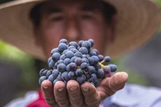 Cosío Anuncia Vendimia de Vinícola El Secreto para el Turismo Local