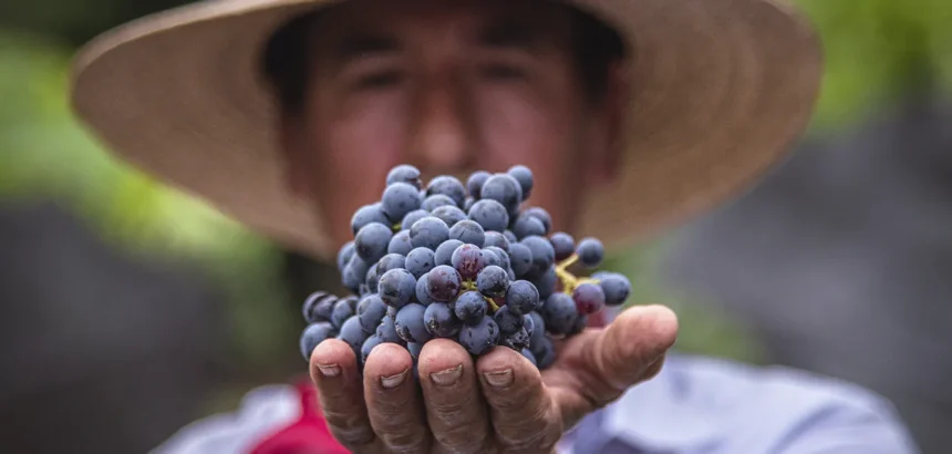 Cosío Anuncia Vendimia de Vinícola El Secreto para el Turismo Local