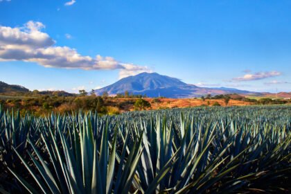 descubre los 5 estados mexicanos donde nace el autentico tequila Descubre los 5 estados mexicanos donde nace el auténtico tequila