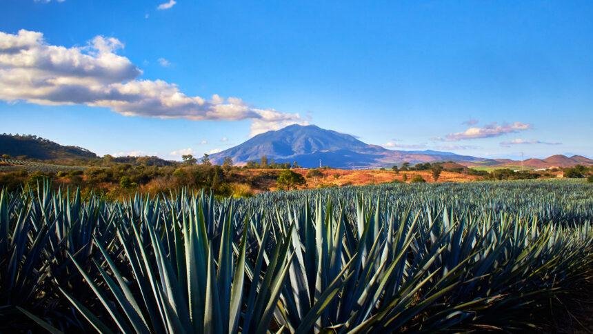descubre los 5 estados mexicanos donde nace el autentico tequila Descubre los 5 estados mexicanos donde nace el auténtico tequila