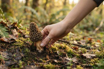 Descubre los secretos de la recolección de hongos en la lluvia