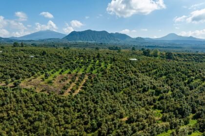Descubre por qué el aguacate de Michoacán es ahora un tesoro protegido