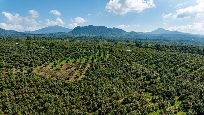 Descubre por qué el aguacate de Michoacán es ahora un tesoro protegido