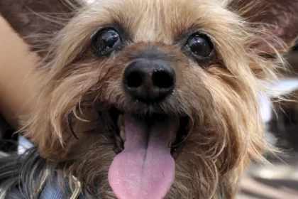 Esterilización de mascotas en Aguascalientes: Beneficios y salud