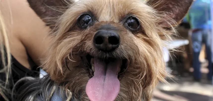 Esterilización de mascotas en Aguascalientes: Beneficios y salud