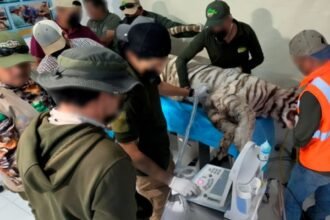 Fallece tigre de Bengala tras escape y fallida sedación en resguardo.