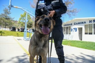 Guanajuato celebra el Día Mundial del Perro y reconoce labor protectora