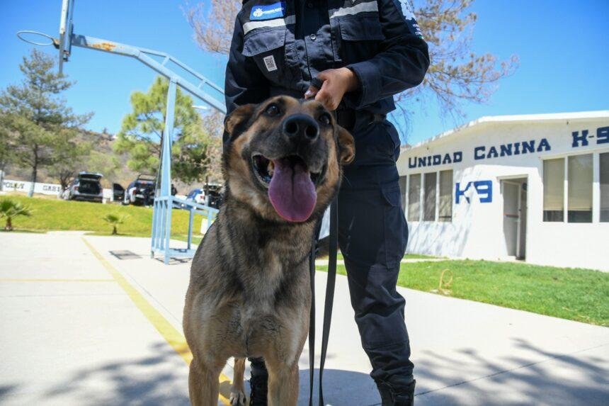 Guanajuato celebra el Día Mundial del Perro y reconoce labor protectora
