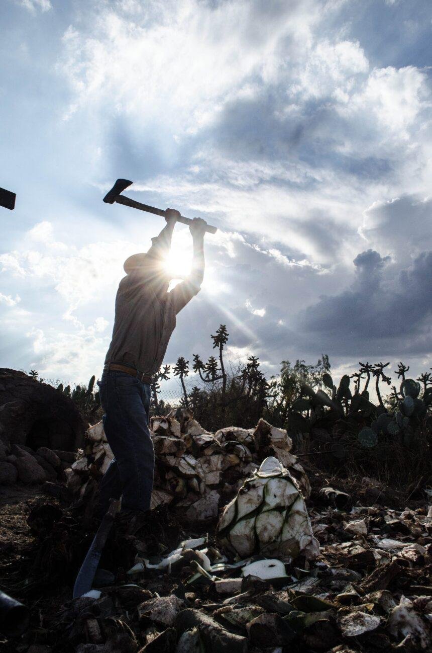 Guanajuato refuerza su liderazgo nacional en producción de agave tequilero