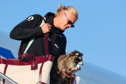 haaland impresiona en noruega con un mapache de la cultura Haaland impresiona en Noruega con un mapache de la cultura estadounidense