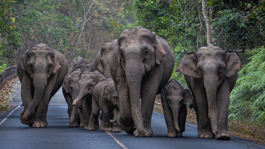 Investigan muerte de 15 elefantes en Kenia por posible sustancia tóxica
