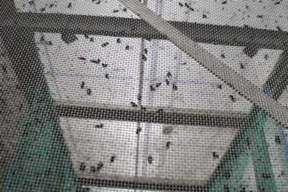 Liberan más de 2 millones de moscas estériles para controlar gusano barrenador