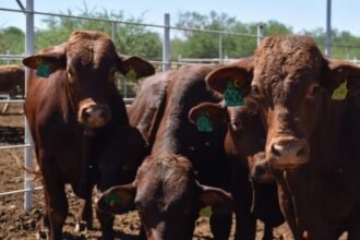 México liberará moscas estériles para combatir el gusano barrenador y reabrirá comercio con EU