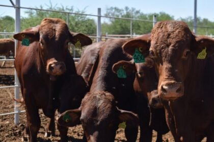 México liberará moscas estériles para combatir el gusano barrenador y reabrirá comercio con EU