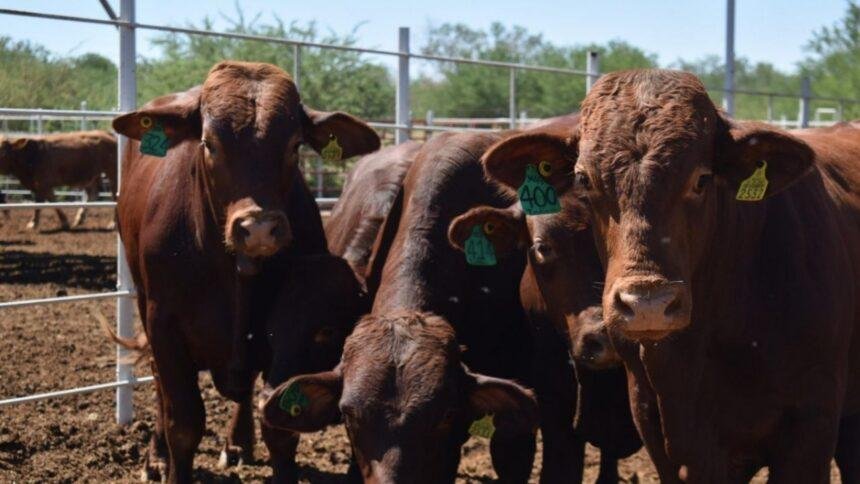 México liberará moscas estériles para combatir el gusano barrenador y reabrirá comercio con EU