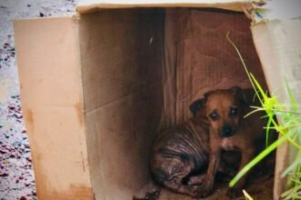 Michoacán impulsa iniciativa de ley contra apología del maltrato animal