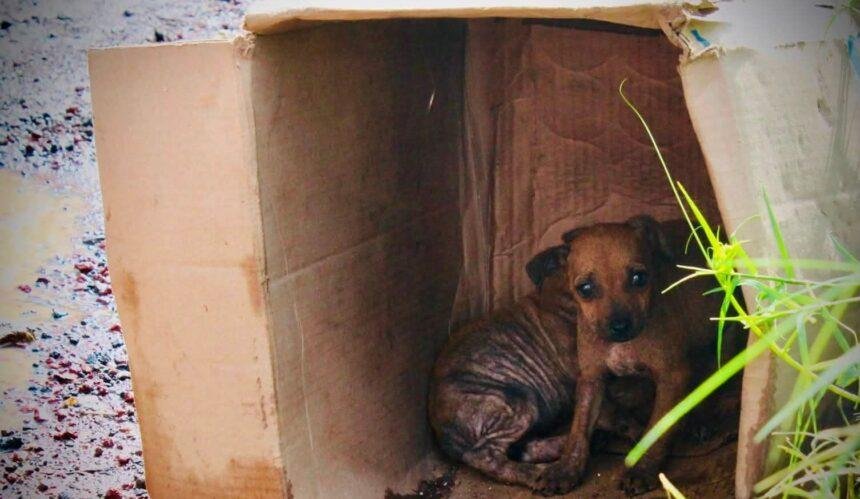 michoacan impulsa iniciativa de ley contra apologia del maltrato animal Michoacán impulsa iniciativa de ley contra apología del maltrato animal