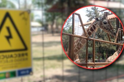 muerte de jirafa oldie provoca revision de protocolos en zoo Muerte de jirafa Oldie provoca revisión de protocolos en Zoo León