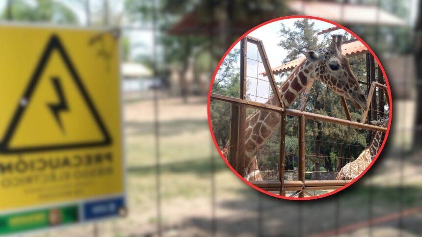 muerte de jirafa oldie provoca revision de protocolos en zoo Muerte de jirafa Oldie provoca revisión de protocolos en Zoo León