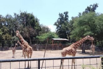 Muerte de jirafa reticulada en el zoológico de León confirma la administración
