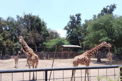 muerte de jirafa reticulada en el zoologico de leon confirma Muerte de jirafa reticulada en el zoológico de León confirma la administración