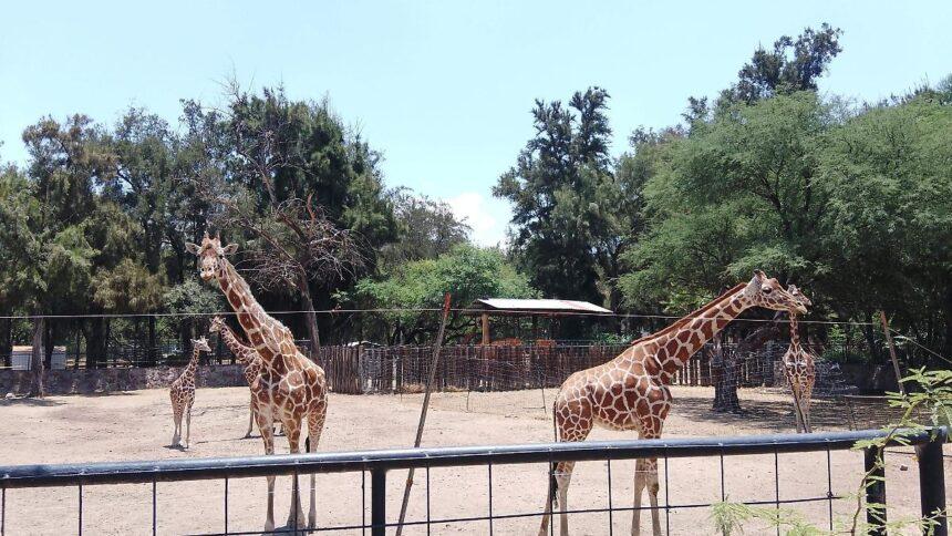 muerte de jirafa reticulada en el zoologico de leon confirma Muerte de jirafa reticulada en el zoológico de León confirma la administración