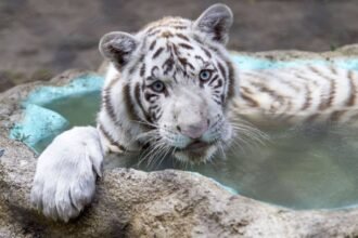 Necropsia revela que Kenzo, tigre de Bengala, murió por broncoaspiración.