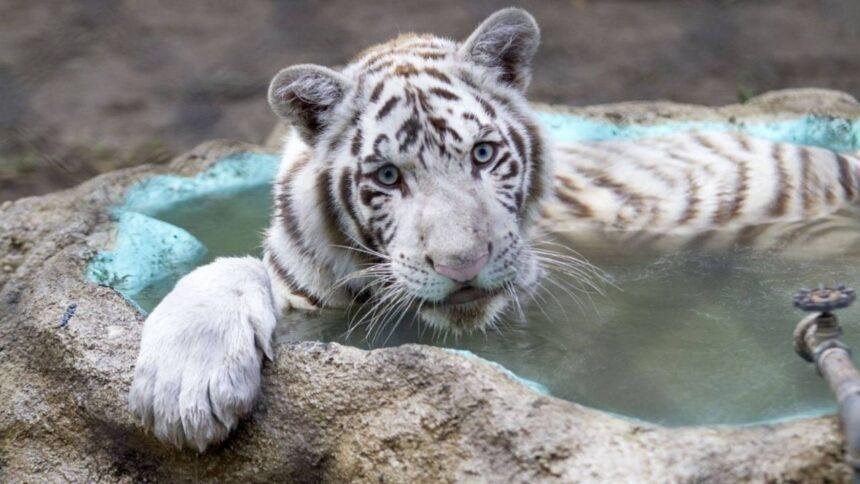 Necropsia revela que Kenzo, tigre de Bengala, murió por broncoaspiración.