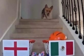 Perrito británico predice victoria de México ante Inglaterra en el Mundial
