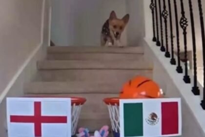 Perrito británico predice victoria de México ante Inglaterra en el Mundial