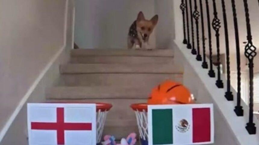Perrito británico predice victoria de México ante Inglaterra en el Mundial