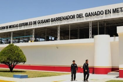planta generara 100 millones de moscas esteriles semanalmente contra el Planta generará 100 millones de moscas estériles semanalmente contra el gusano barrenador.