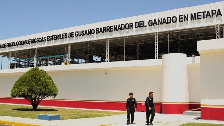 Planta generará 100 millones de moscas estériles semanalmente contra el gusano barrenador.