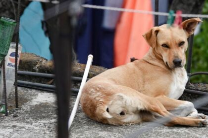 prision preventiva para hombre en sinaloa por matar a un Prisión preventiva para hombre en Sinaloa por matar a un perro y herir a dos