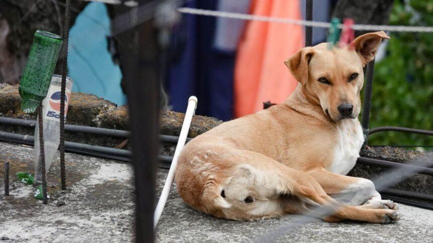 prision preventiva para hombre en sinaloa por matar a un Prisión preventiva para hombre en Sinaloa por matar a un perro y herir a dos