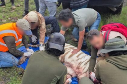 Profepa justifica disparo al tigre Kenzo, salvando la vida del veterinario.