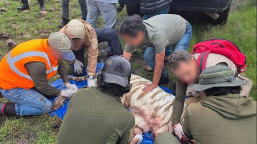 Profepa justifica disparo al tigre Kenzo, salvando la vida del veterinario.