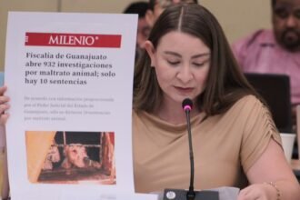 Proponen en Congreso de San Miguel de Allende Fiscalía Especializada en Maltrato Animal