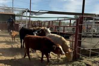 PVEM solicita fortalecer la sanidad animal frente al gusano barrenador en América del Norte