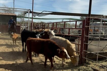 PVEM solicita fortalecer la sanidad animal frente al gusano barrenador en América del Norte