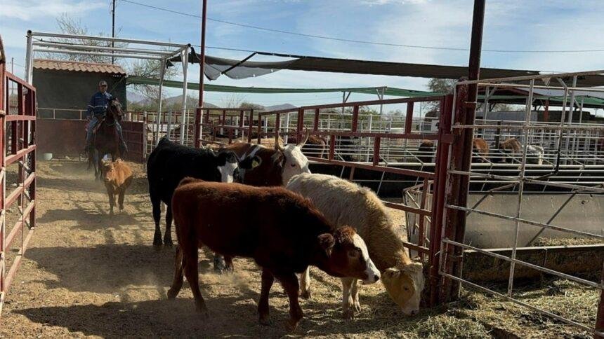 PVEM solicita fortalecer la sanidad animal frente al gusano barrenador en América del Norte