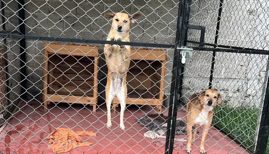 Refugio Canino Ocampo cuida a más de 200 perros en busca de hogar