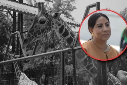 Regidora denuncia negligencia por muertes en el Zoológico de León