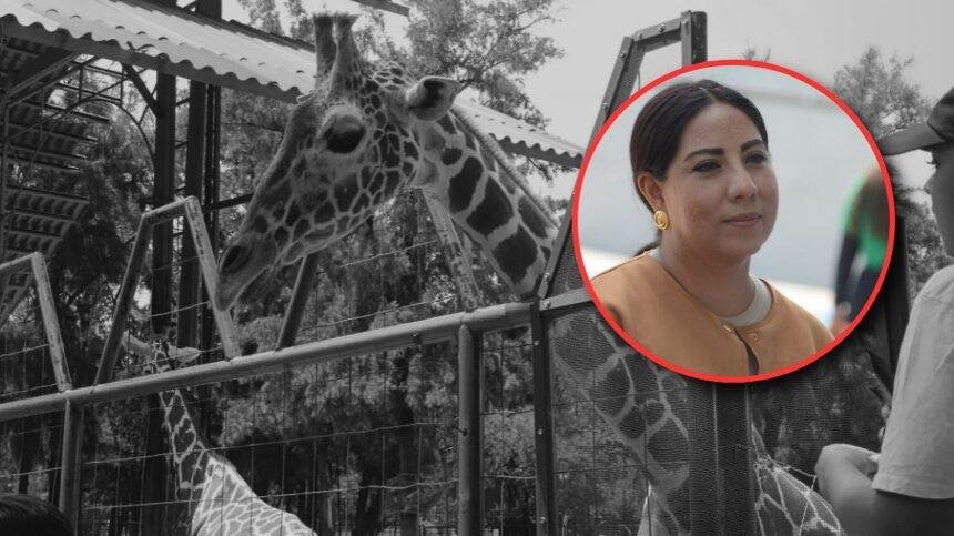 Regidora denuncia negligencia por muertes en el Zoológico de León