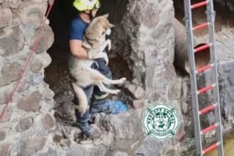 Rescatan perro Husky de arroyo en Avenida Guadalupe; buscan adoptante.