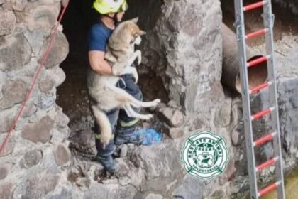rescatan perro husky de arroyo en avenida guadalupe buscan adoptante Rescatan perro Husky de arroyo en Avenida Guadalupe; buscan adoptante.