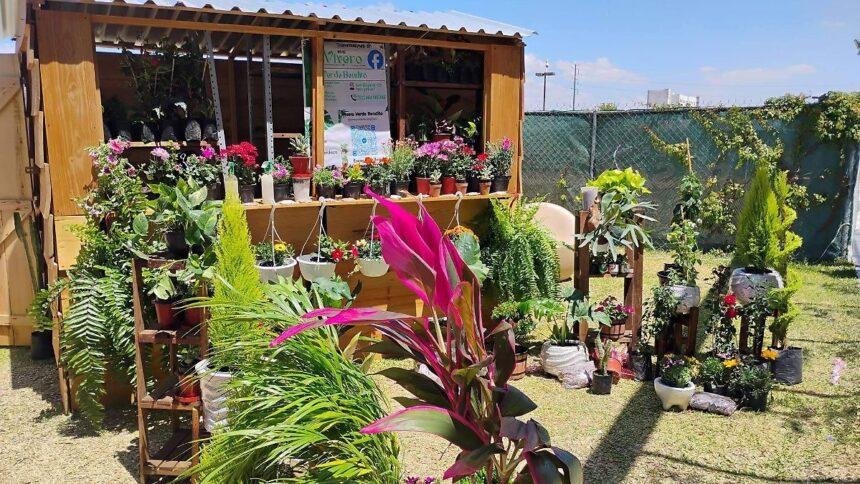 salamanca cierre del vivero verde bendito por extorsion Salamanca: Cierre del vivero Verde Bendito por extorsión