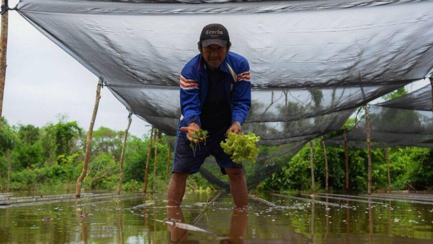 Sector agroalimentario mexicano solicita a Estados Unidos aclarar origen de brote diarréico
