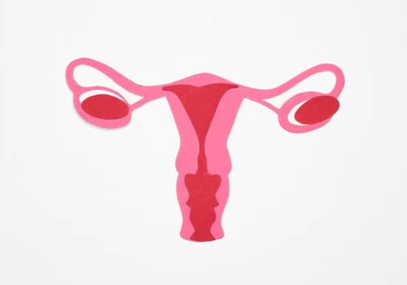 Título reescrito: El papel de los ovarios después de la menopausia y su impacto en la salud